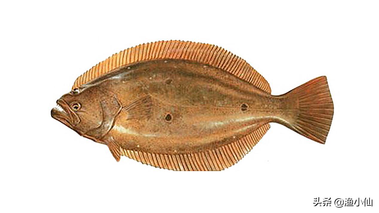 多宝鱼跟以前长的不一样,多宝鱼为啥长这个样子