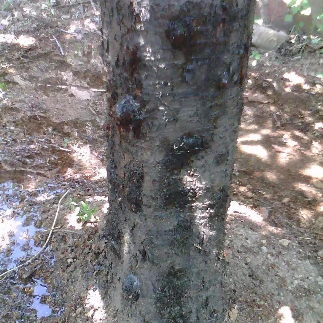 大樱桃细菌性流胶病,大樱桃流胶病治不好