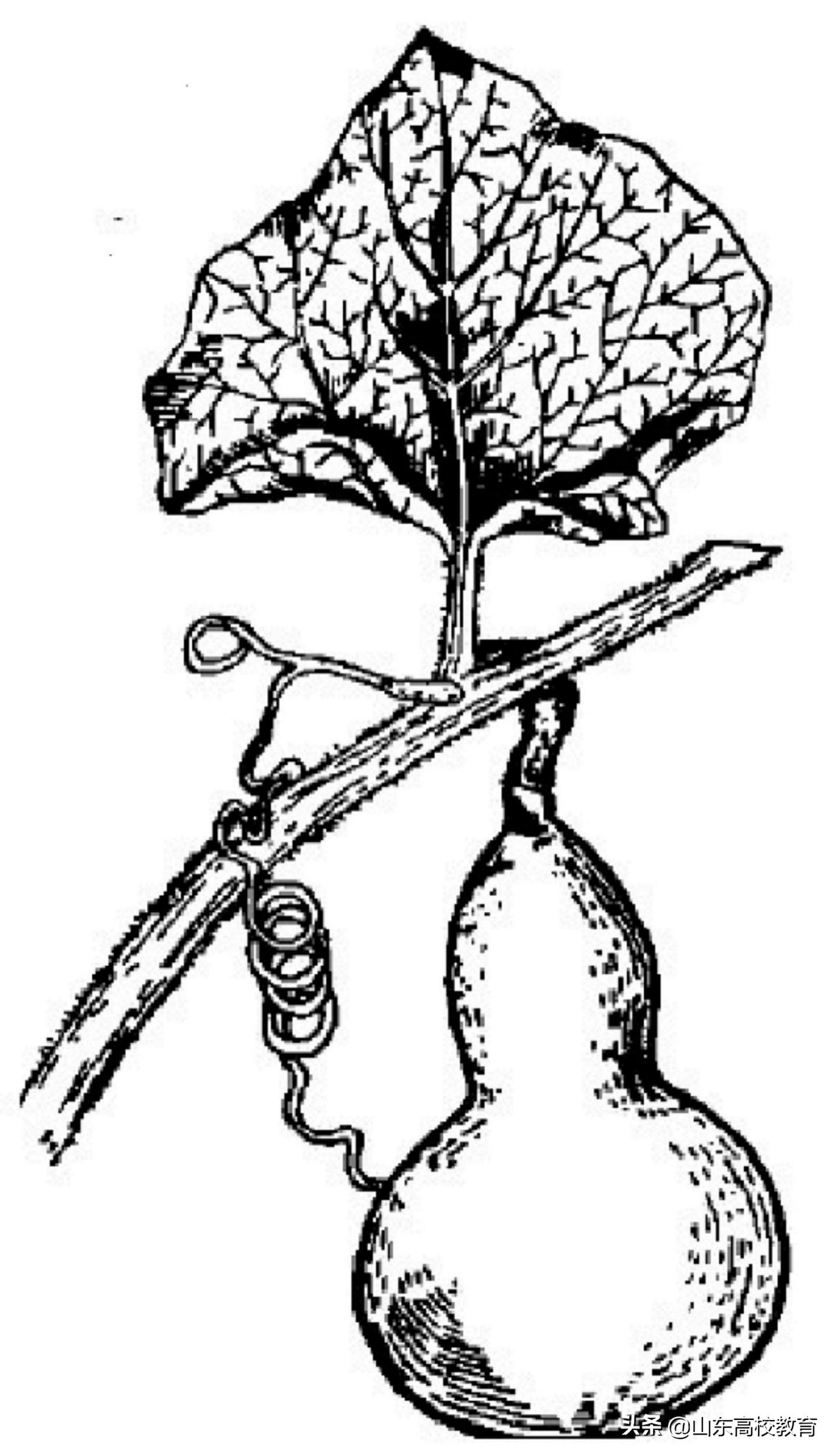 葫芦的艺术与文化,葫芦的历史文化寓意