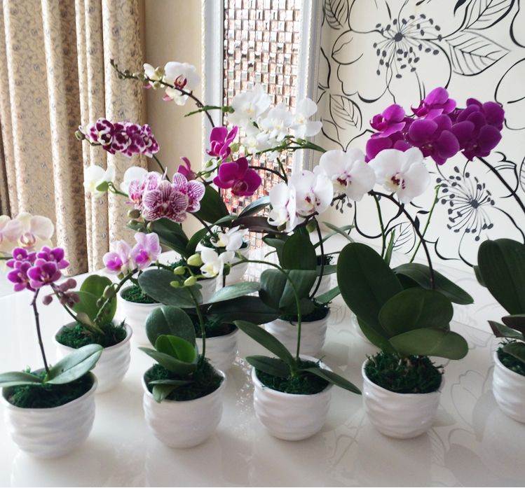 蝴蝶兰吊养最佳方法,家养蝴蝶兰怎样补光