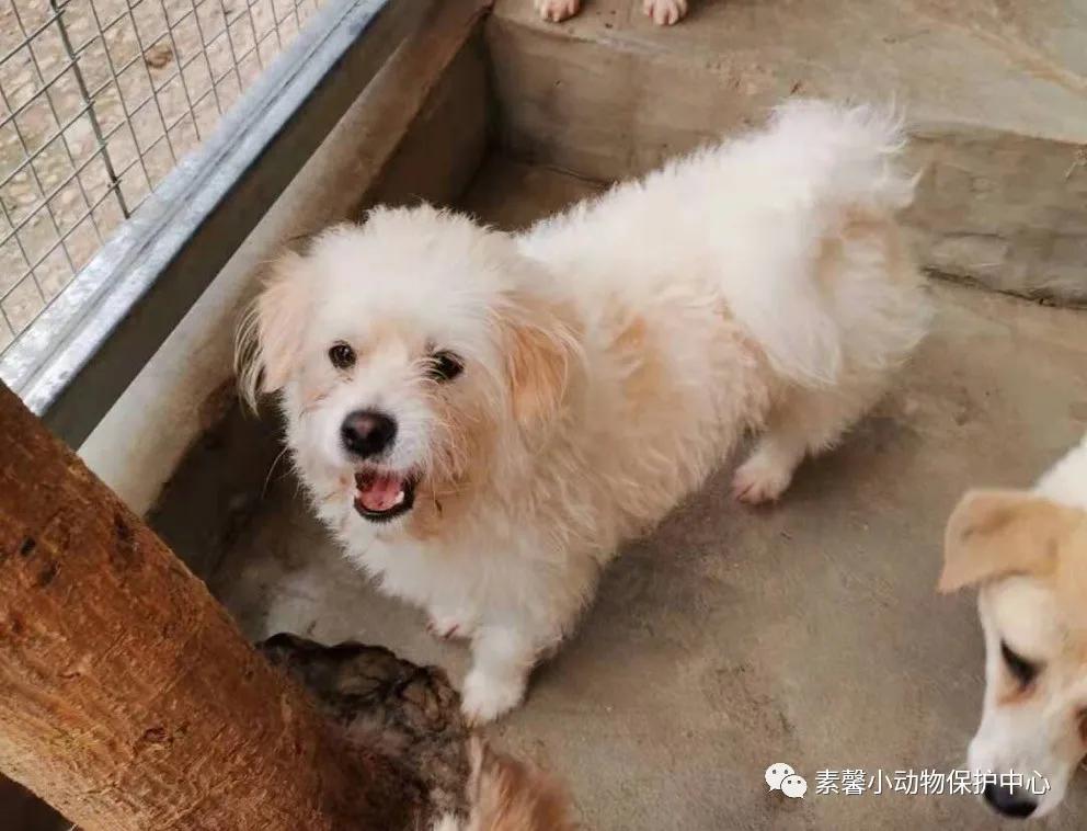 领养代替购买|2021年6月份福州线上宠物领养活动