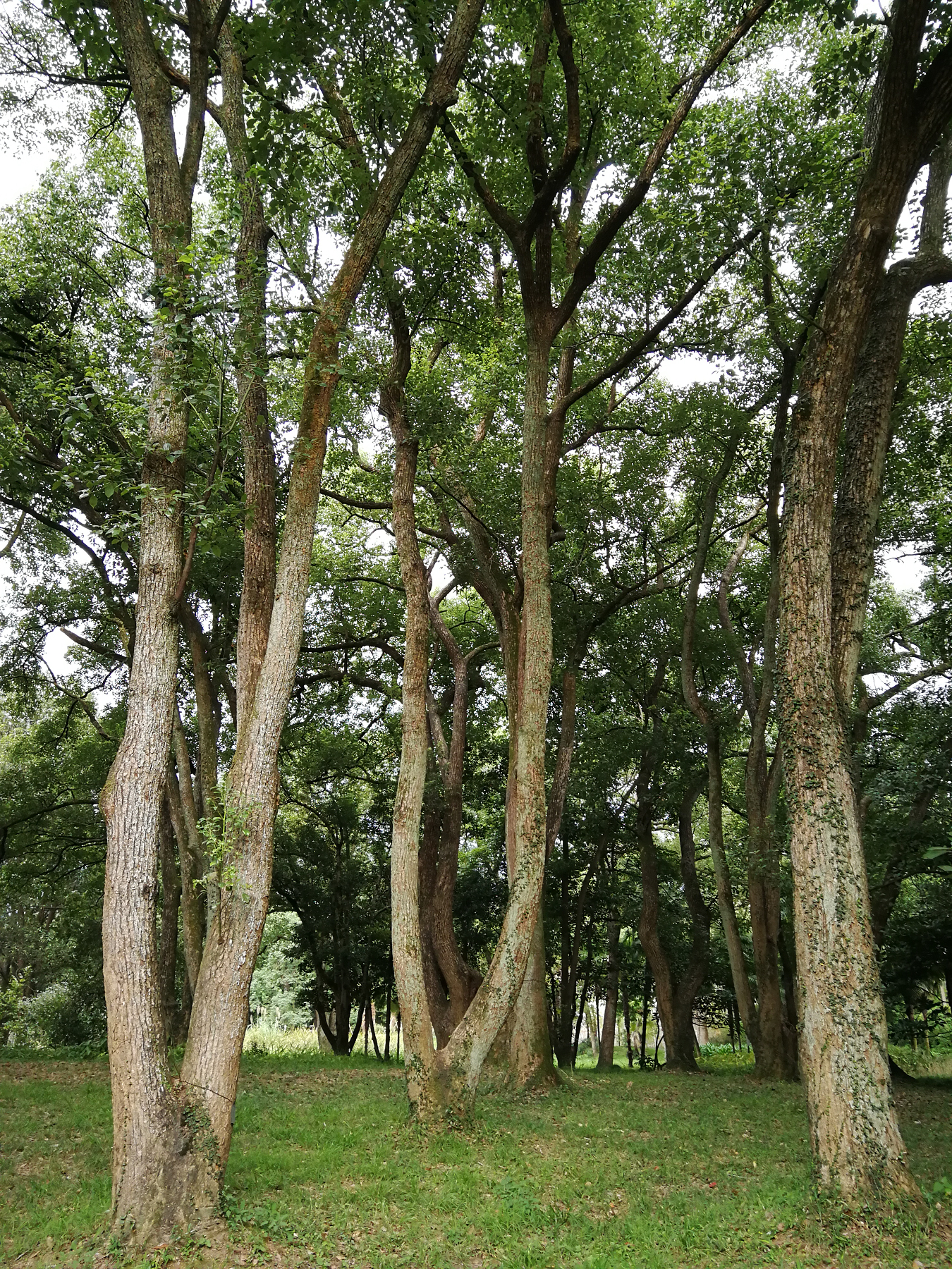 青芝坞民宿离西湖有多远,杭州青芝坞民宿排名榜