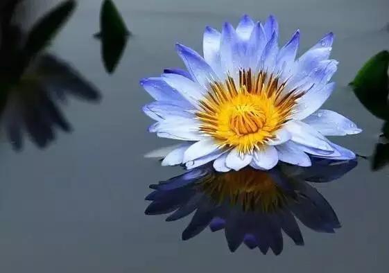 十大天价植物种子,十大顶级名贵植物