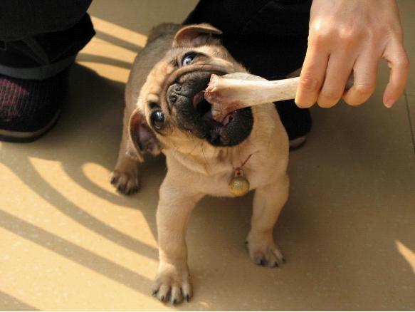 狗的七大禁忌食物,狗的十大禁忌食物一览表