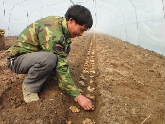 种植生姜前姜种怎样消毒,生姜露天种植方法生姜苗期管理