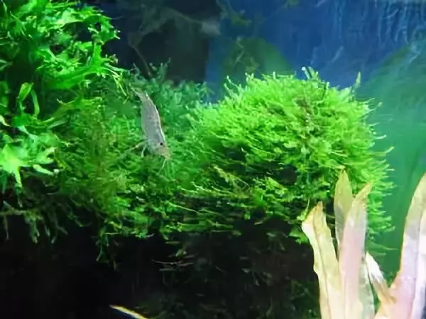 一个关于金盏花的美丽故事--莫小在金盏花舒缓悦养面霜