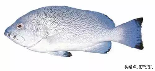 海洋科普世界上都有什么鱼,十种受欢迎的海鲜鱼类