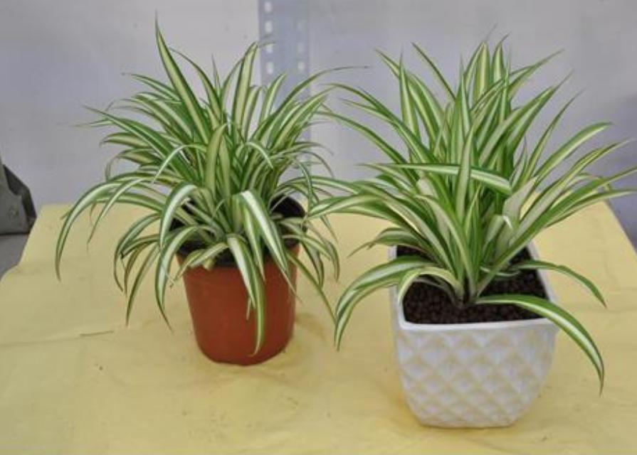 夏季吊兰烂根什么原因,吊兰干尖黄叶怎么办