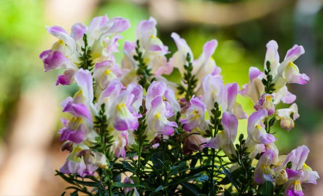 金鱼草的日常养护和注意事项,金鱼草的养殖方法和注意事项图片