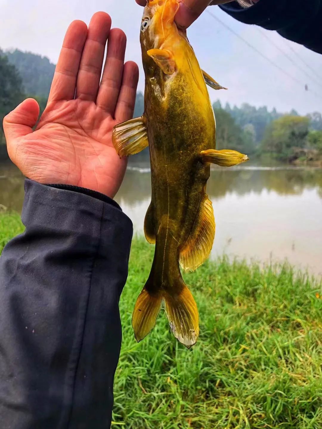 野奢不被鄙视?问问那些爱钓鱼的老孩子们,他们有活蹦乱跳的经验