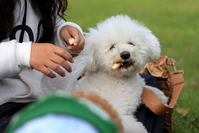 泰迪为啥总爱舔人？其实原因有6点，网友：看完恍然大悟