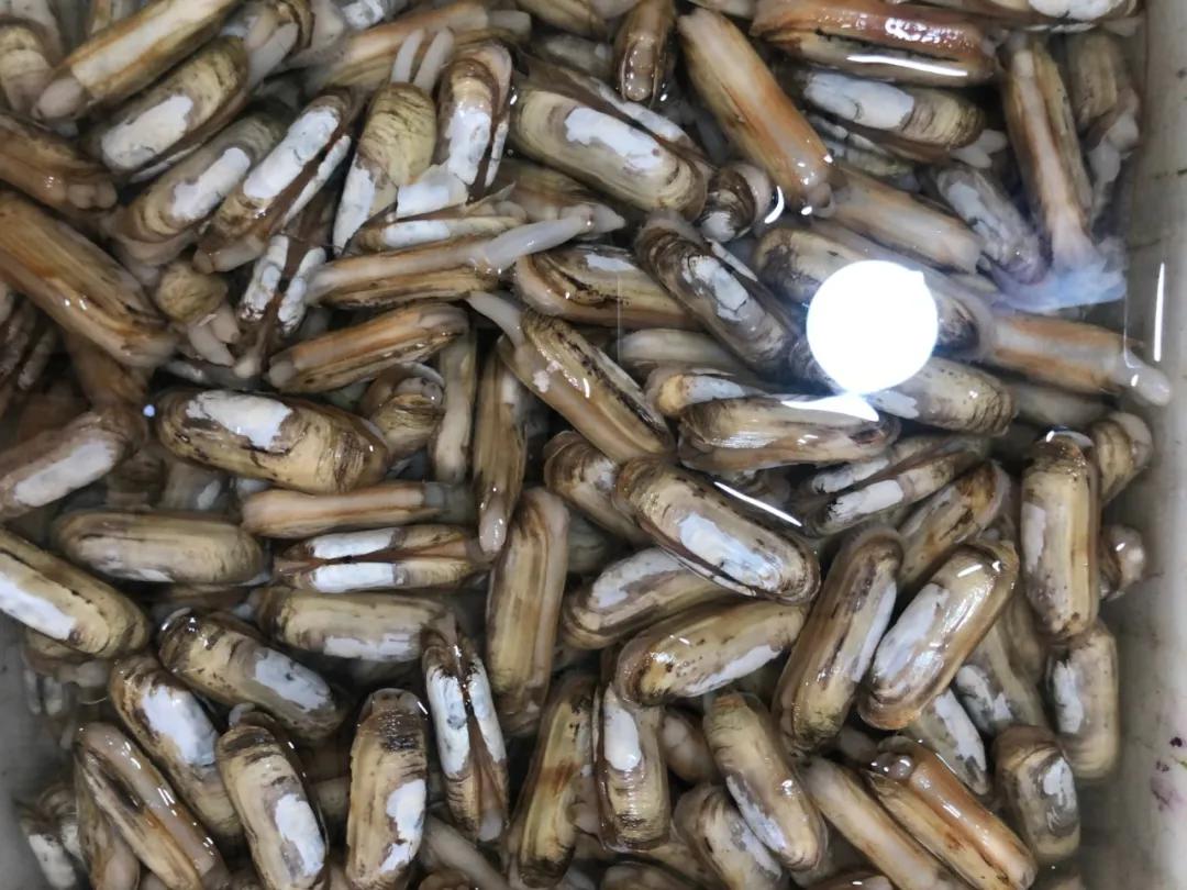 威海100元一斤的海鲜,六月份威海海鲜价格