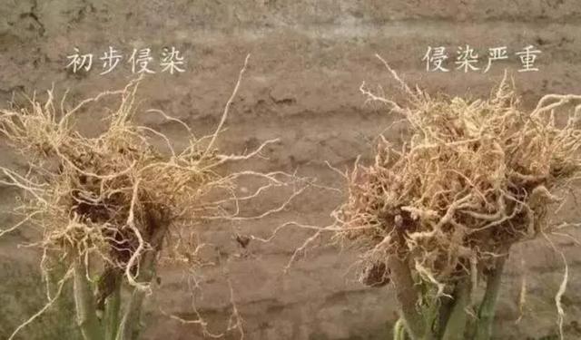 苋菜病虫害,苋菜生虫小妙招