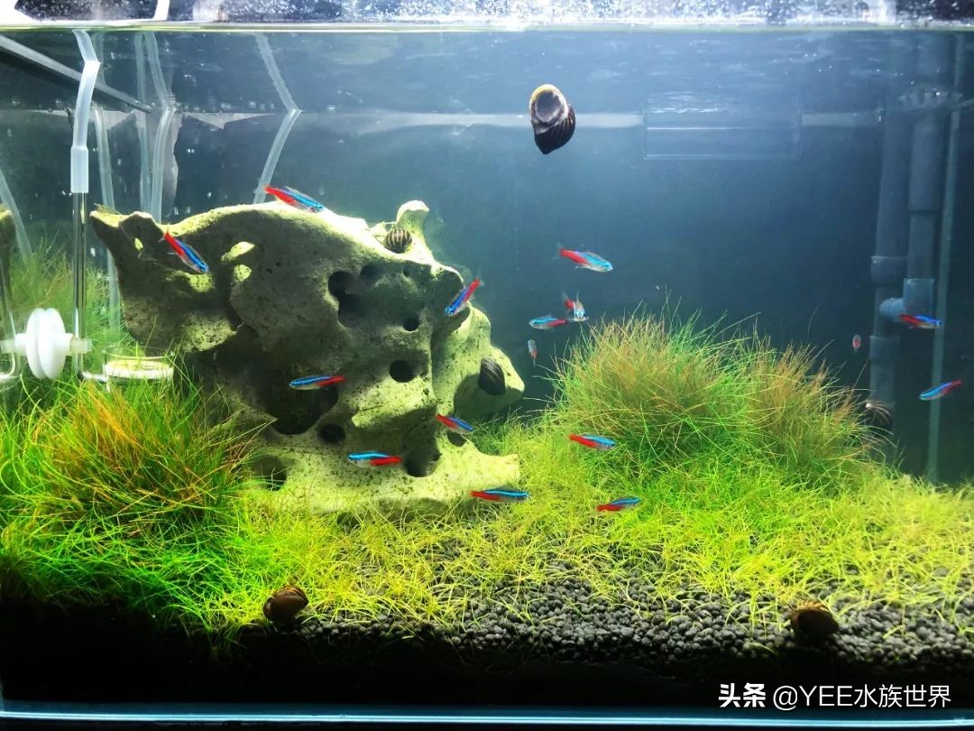 陶缸养鱼水浑怎么弄,石缸养鱼水很浑怎么办