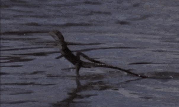 壁虎爬墙轻功,壁虎轻功水上漂的秘密是什么