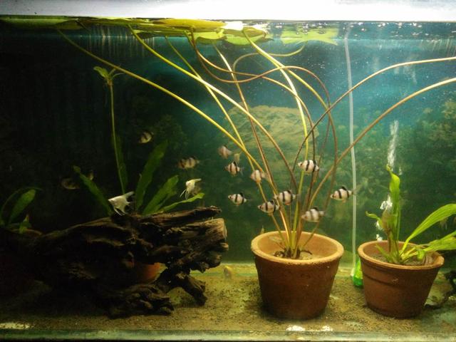 燕鱼和鹦鹉鱼混养行吗,燕鱼和虎皮