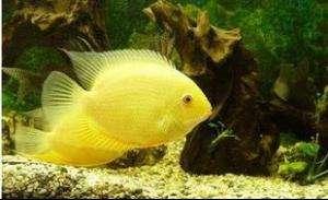 金菠萝鱼能和招财鱼混养吗,招财鱼为什么这么难养