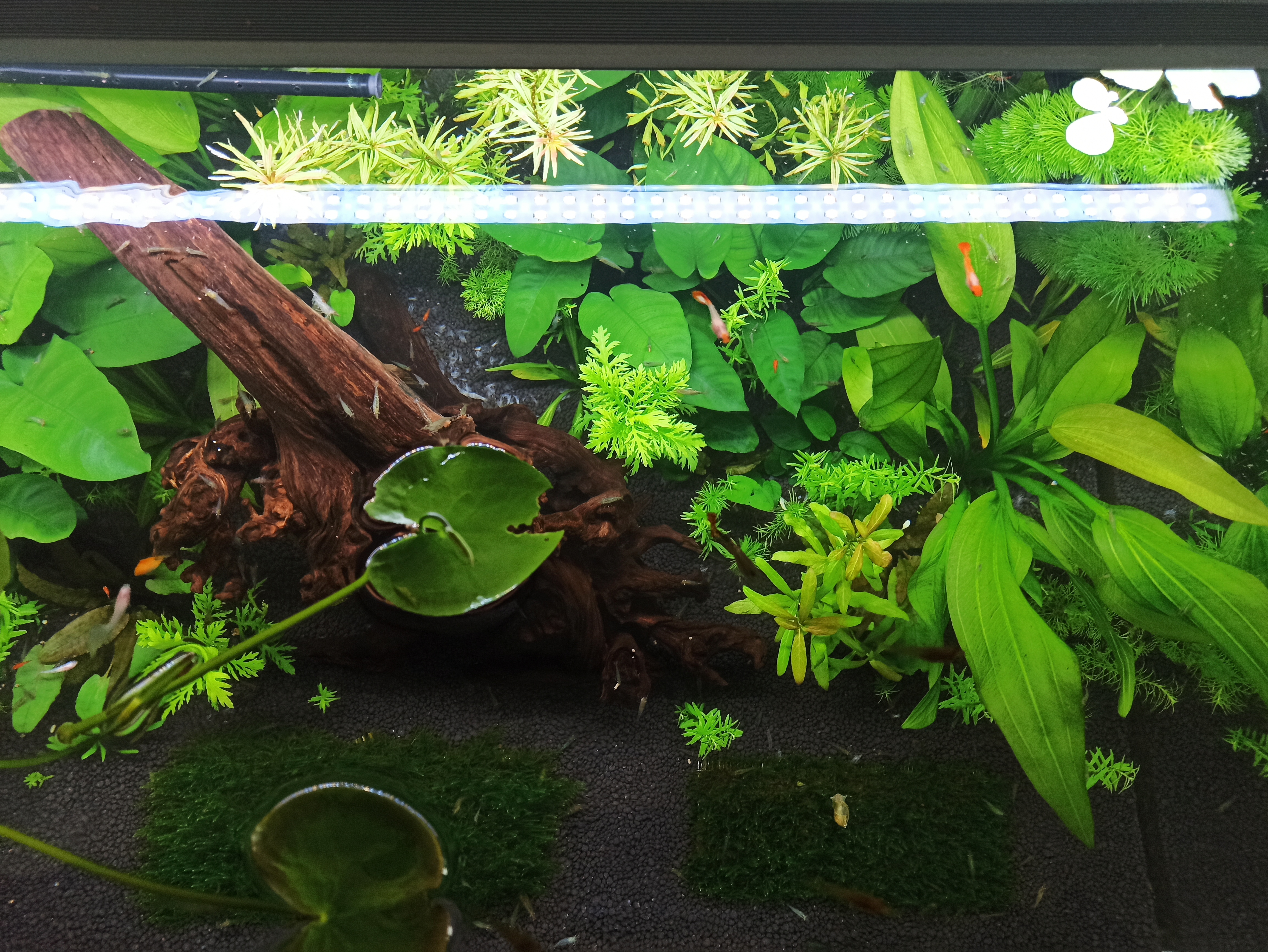 入坑草缸的两个作品,新手草缸用什么过滤最佳