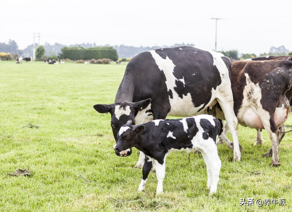 奶牛难产电视剧大结局,奶牛难产生孩子