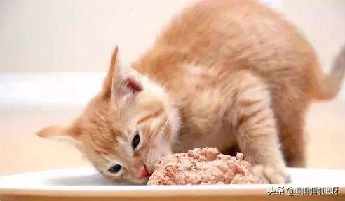 如何判断自己得了猫癣,如何判断猫得了猫癣