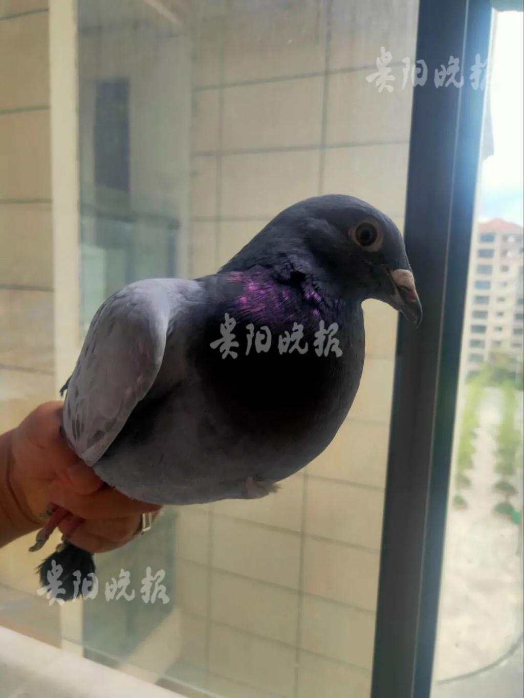 男子无意间捡到一只鸽子,男子捡到了一只鸽子