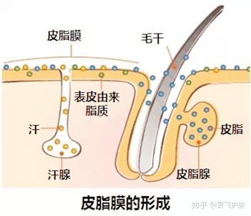 怎么避免水分流失,什么可以防止水分流失