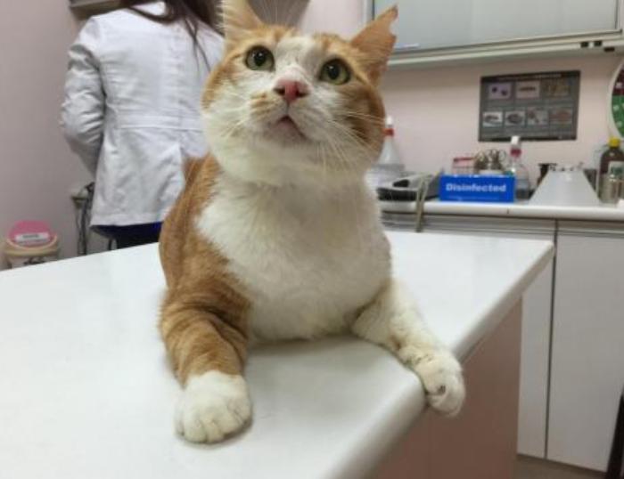 铲屎官曾经养过的宠物,铲屎官抓很多猫咪