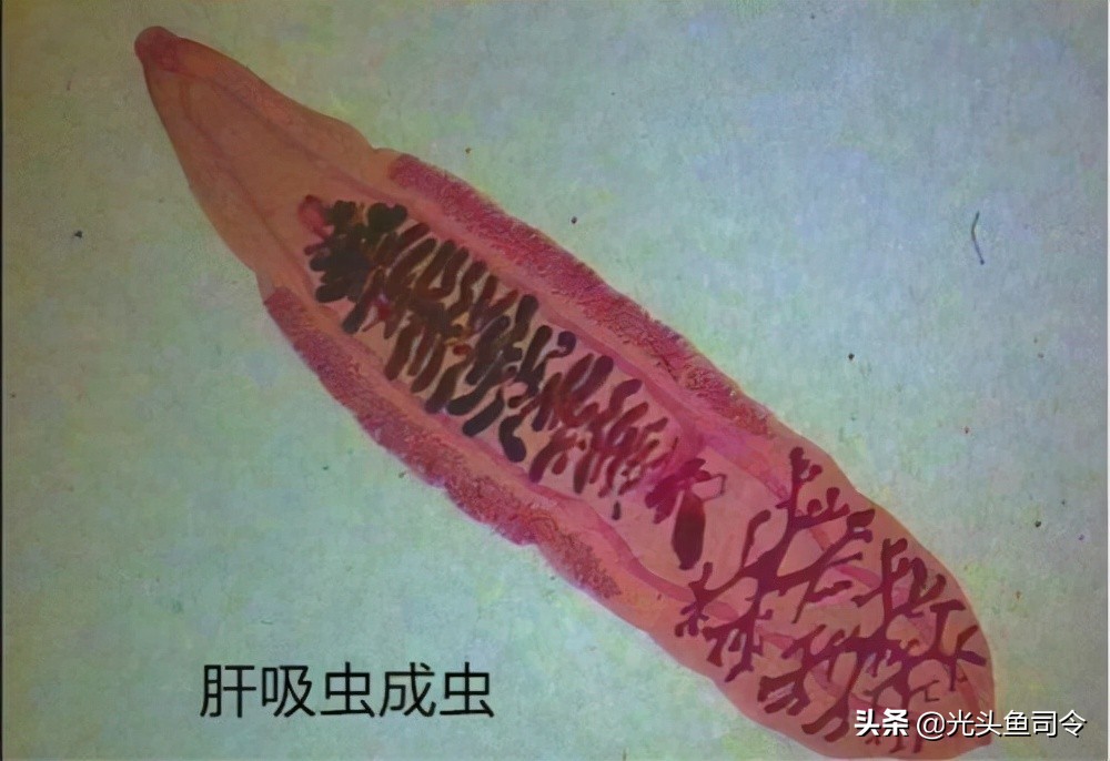 鱼类体内寄生虫图片大全,春季鱼类常见的寄生虫