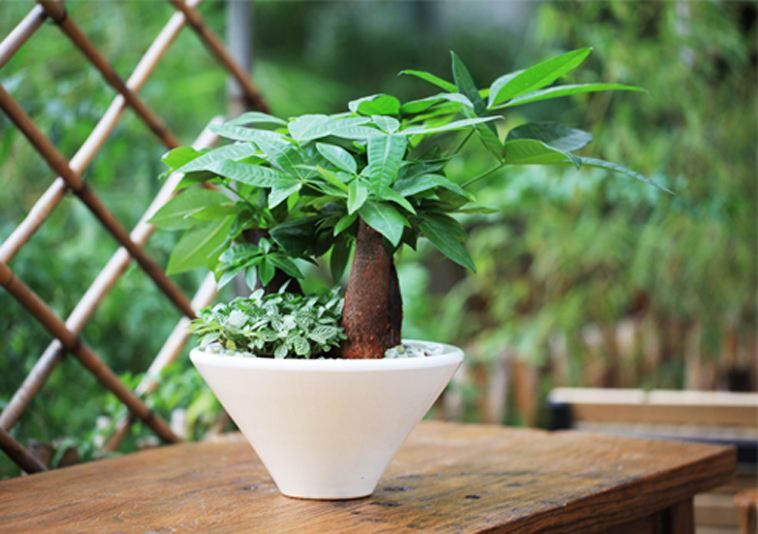 盆景发财树叶片发黄怎么办,发财树叶片发黄怎么处理