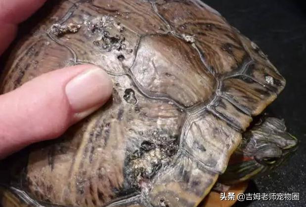 龟友的龟生病了,龟友养龟正确方法