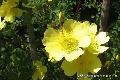 各种花的花语文案,花的花语100种