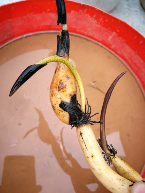 碗莲怎么才能结藕多,碗莲种藕的最佳时期