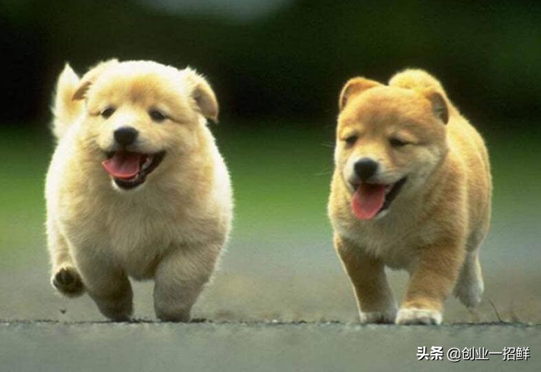 架不住这两个同类小本创业项目的诱惑，对不起，我先干了