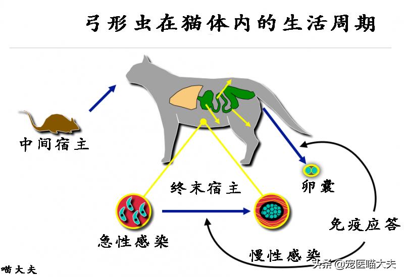 宠物弓形虫检查怎么查的,宠物医院如何检查猫弓形虫