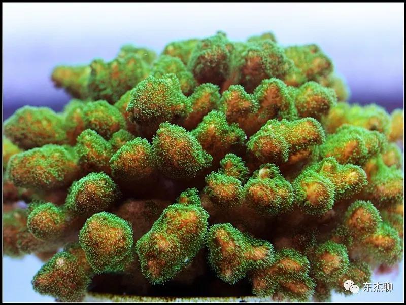 珊瑚鱼缸扁虫怎么处理,珊瑚扁虫怎么繁殖