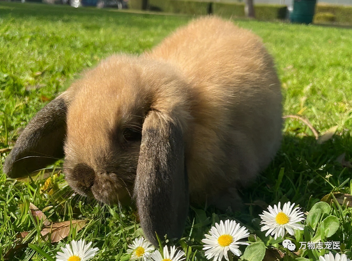兔子有没有粉色,兔子有只眼睛看不见黑瞳都是白的