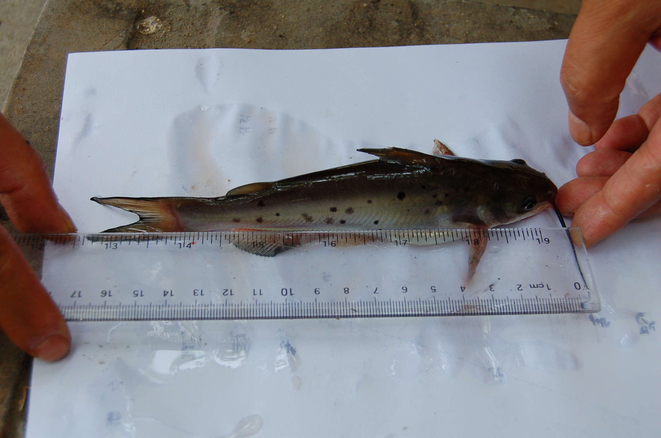 网箱养殖斑点叉尾鮰实用操作技术,工厂化养殖斑点叉尾鱼的方法