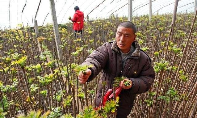 香椿有几个品种哪个品种最好,香椿的品种介绍