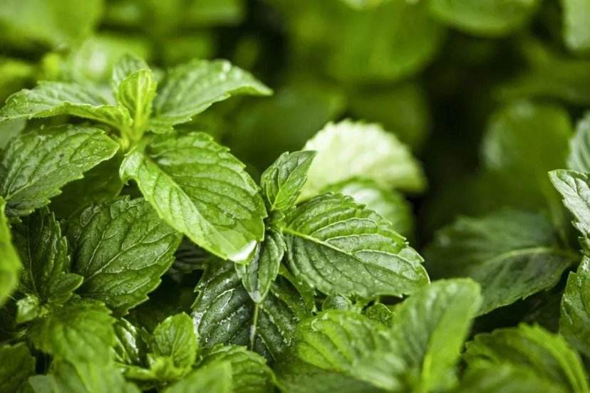 花爸测评宝宝驱蚊液,花爸测评婴儿蚊虫