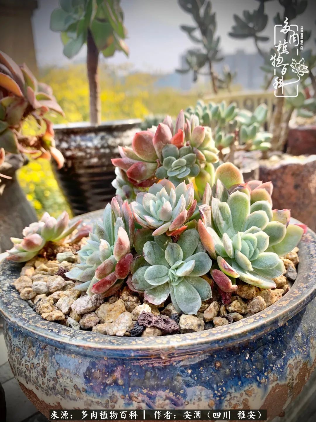 小仙女的阳台多肉,绝美多肉阳台