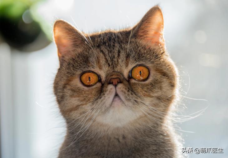 当一只猫有了脸,当一只猫长成了狗的样子