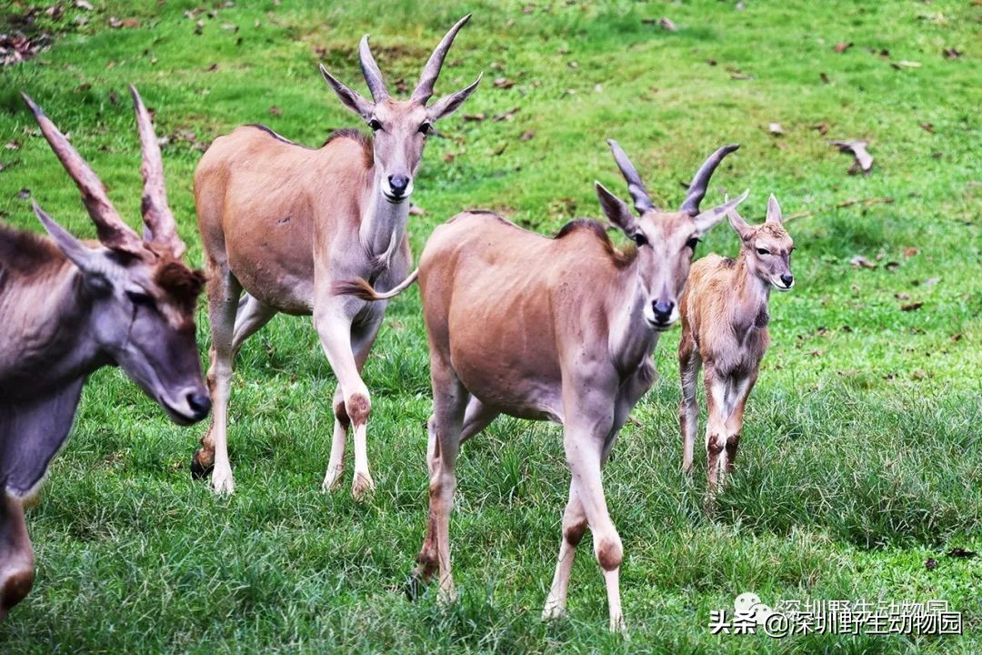 牛科动物的分类史,牛属动物分类