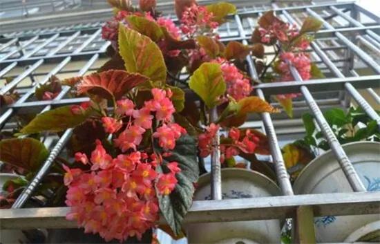 竹节海棠怎么养护长得好开花多,竹节海棠怎么养花开得多