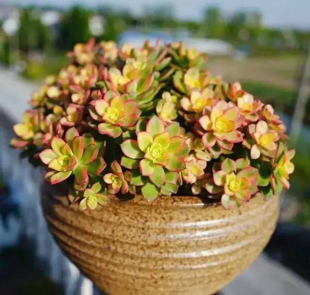 黑法师怎么养肥,如何养护黑法师