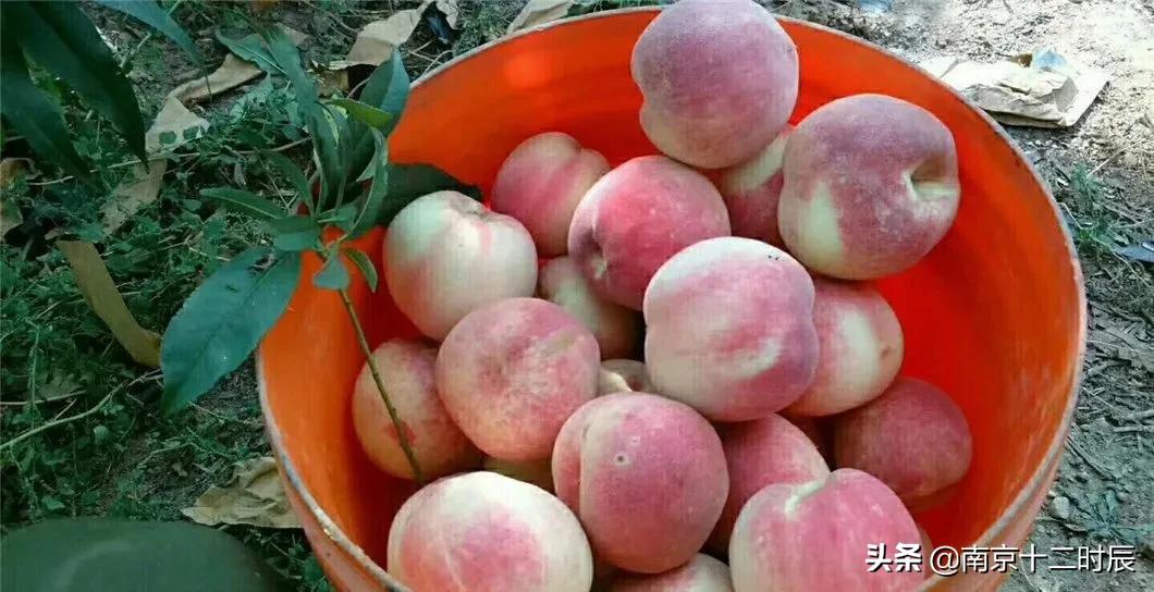 沂蒙山黄金水蜜桃,山东蒙阴金秋红蜜桃