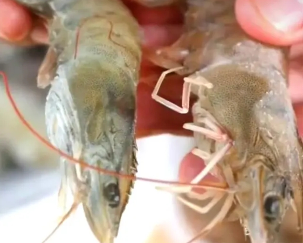 买的冻虾很腥怎么办,买虾冰冻