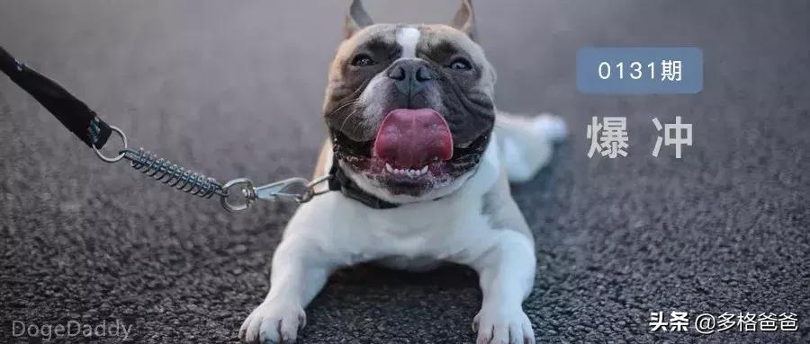 怎么纠正狗狗爆冲咬人,狗狗爆冲一定要用p链吗