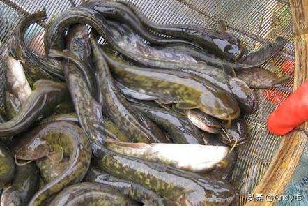 刺少鲜美的鱼,什么鱼营养不比甲鱼差