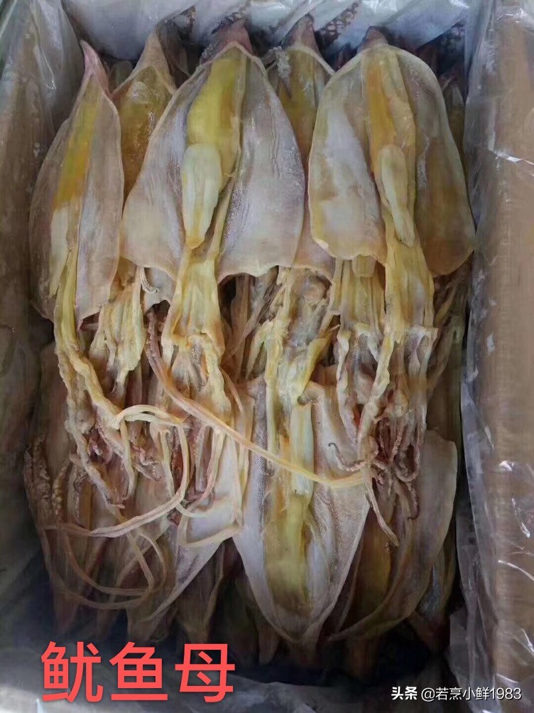 鱿鱼和墨鱼有什么区分呢,鱿鱼和墨鱼怎么样区分