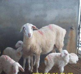 羔羊拉稀的常见原因及防治,羔羊常见的疾病有哪些